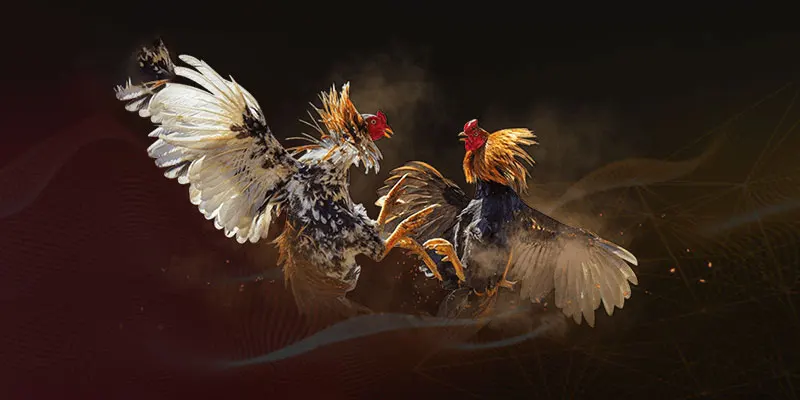 Đá Gà 789BET Và Những Câu Hỏi Thường Gặp